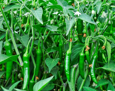 100 BIG JIM PEPPER Green to Red Big 12